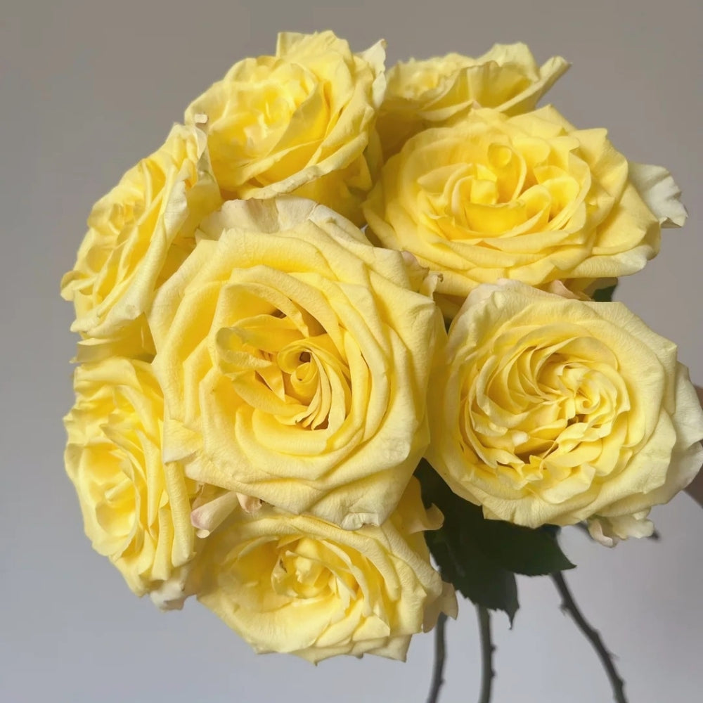 Bella Donna Rose