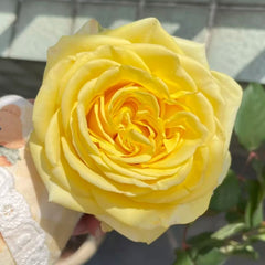 Bella Donna Rose