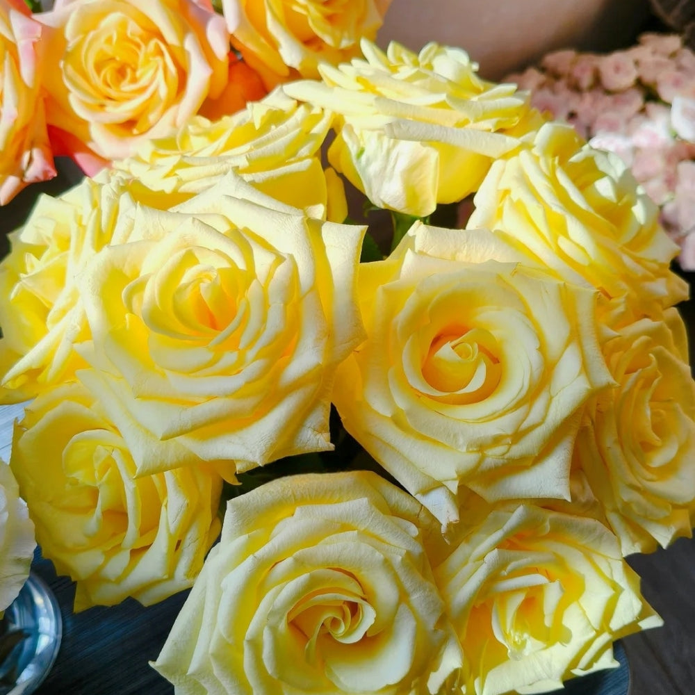 Bella Donna Rose