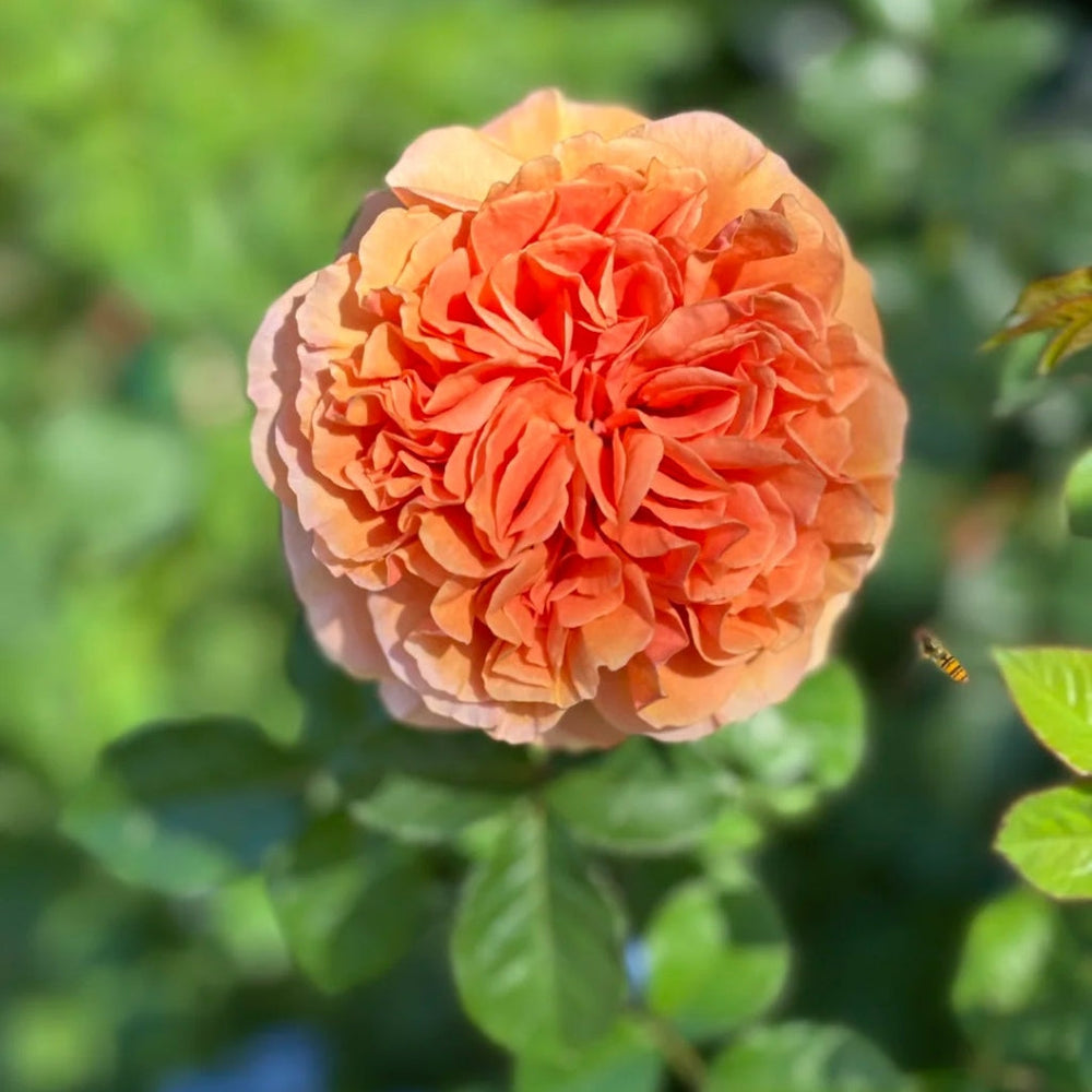 Bella d'anjou Rose