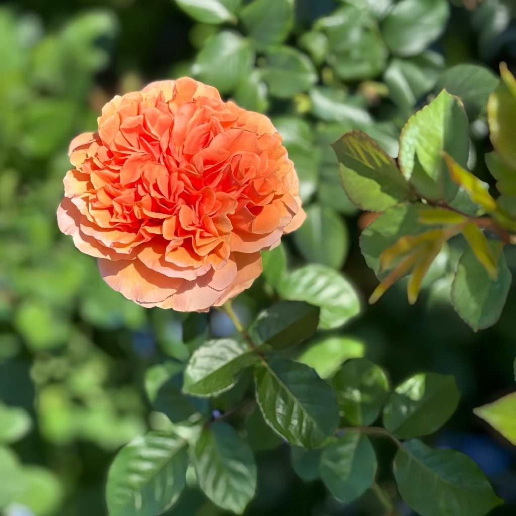 Bella d'anjou Rose
