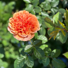 Bella d'anjou Rose