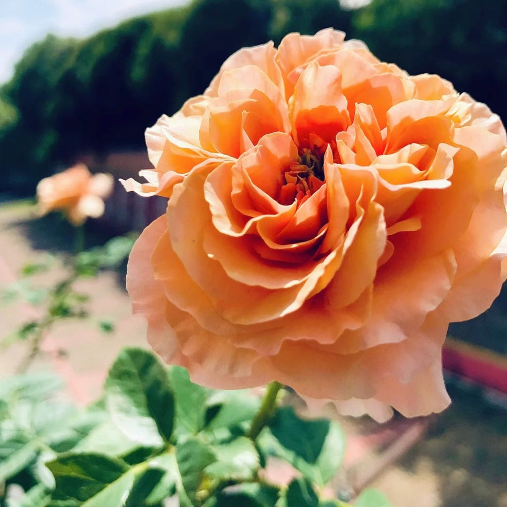 Bella d'anjou Rose