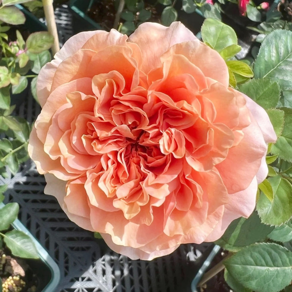Bella d'anjou Rose