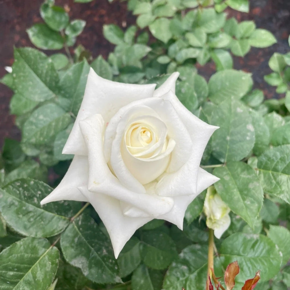 Beluga Rose