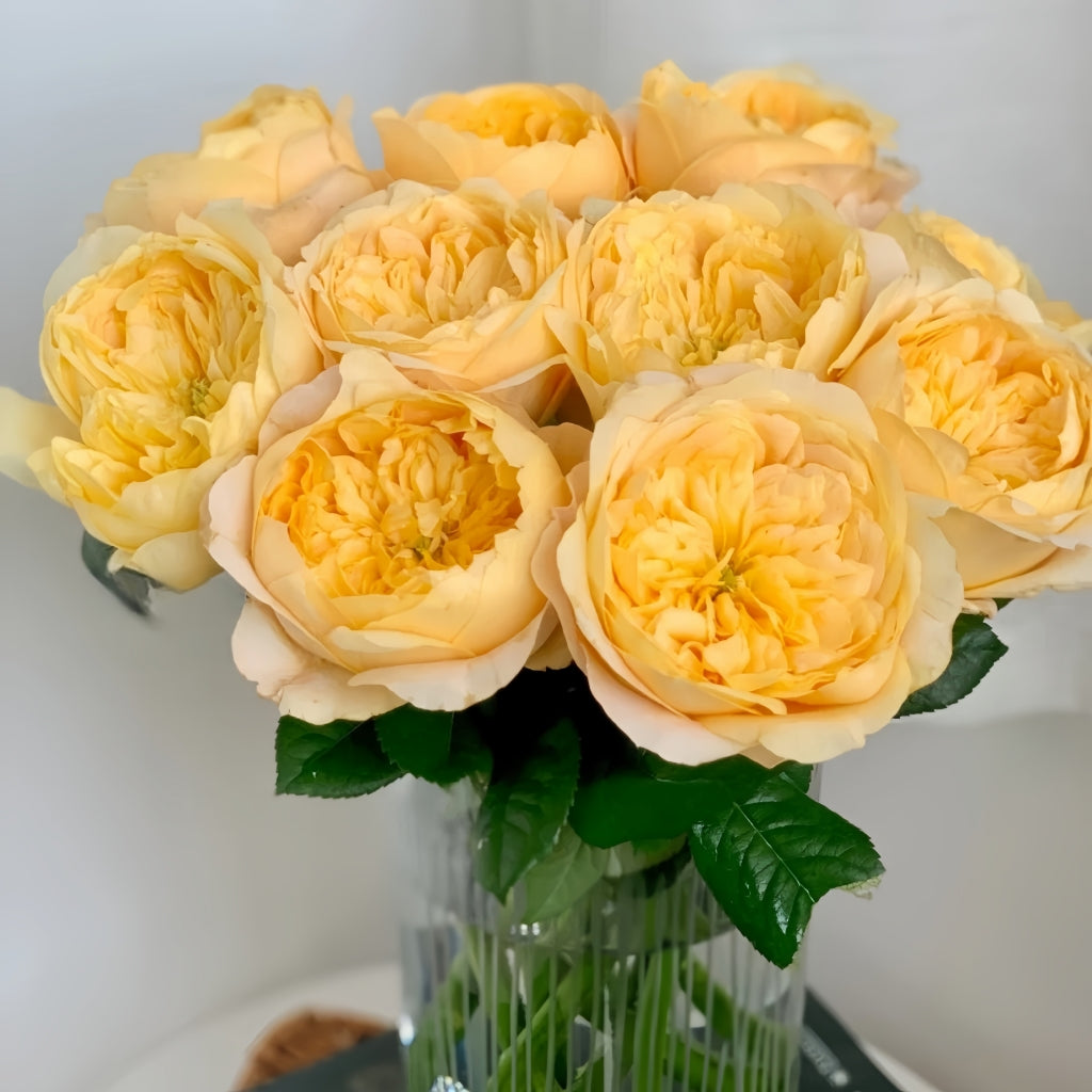 Bergamotte Rose