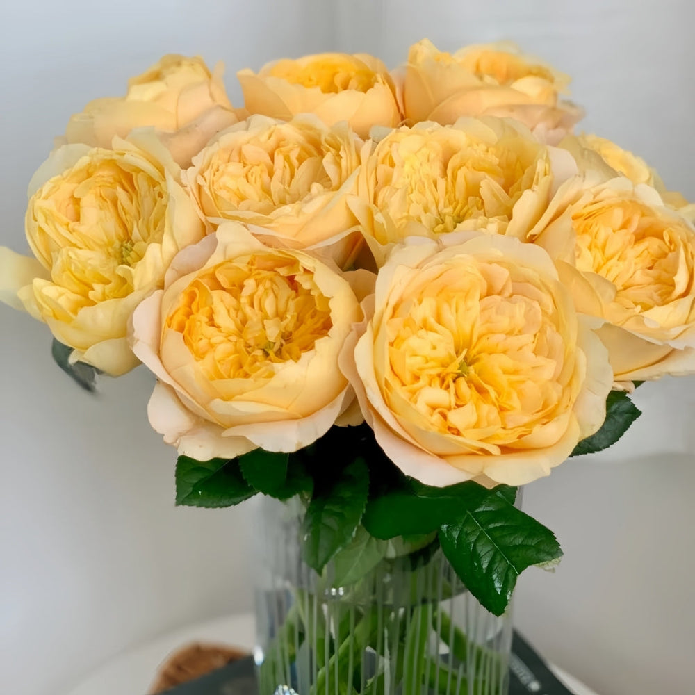 Bergamotte Rose