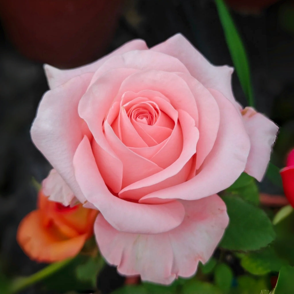 Big Girl Rose