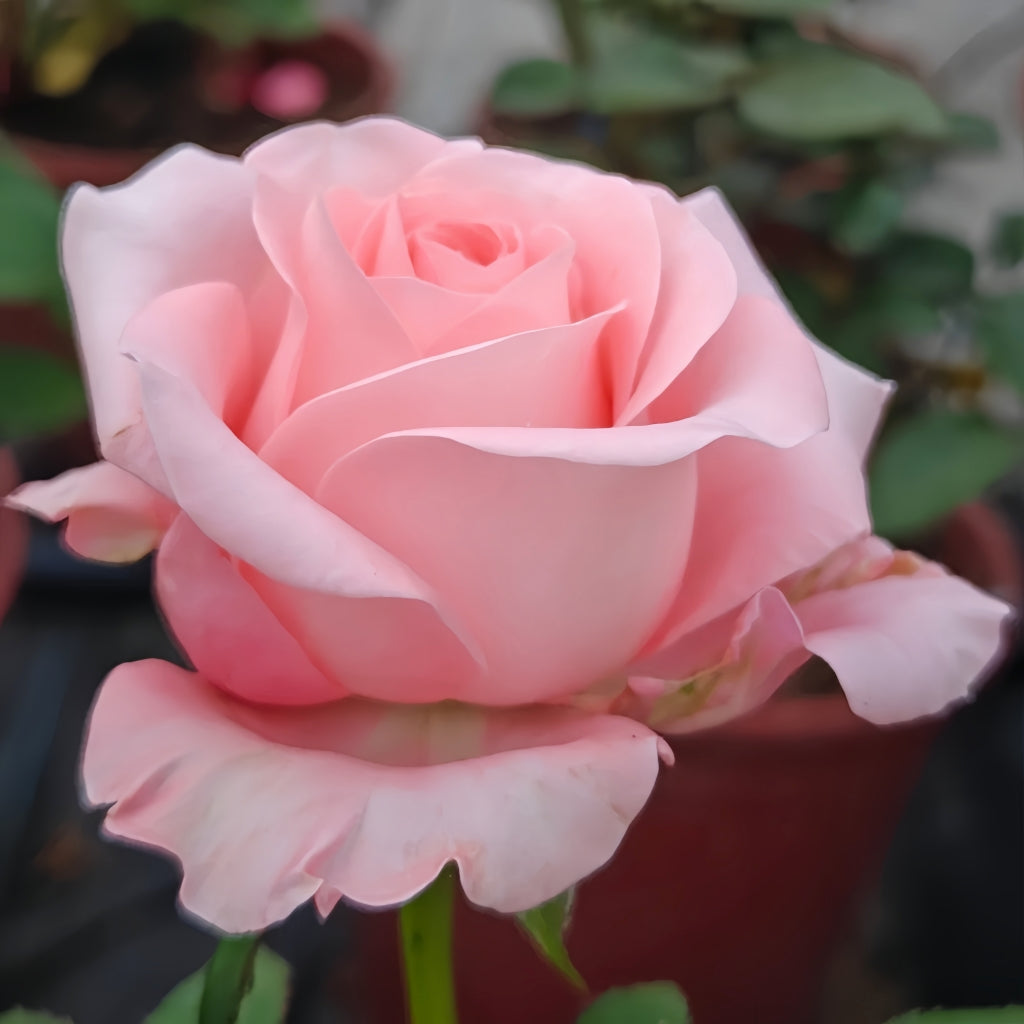 Big Girl Rose