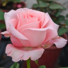 Big Girl Rose