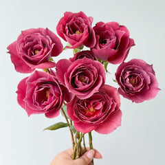 Black Tea Rose