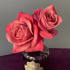 Black Tea Rose