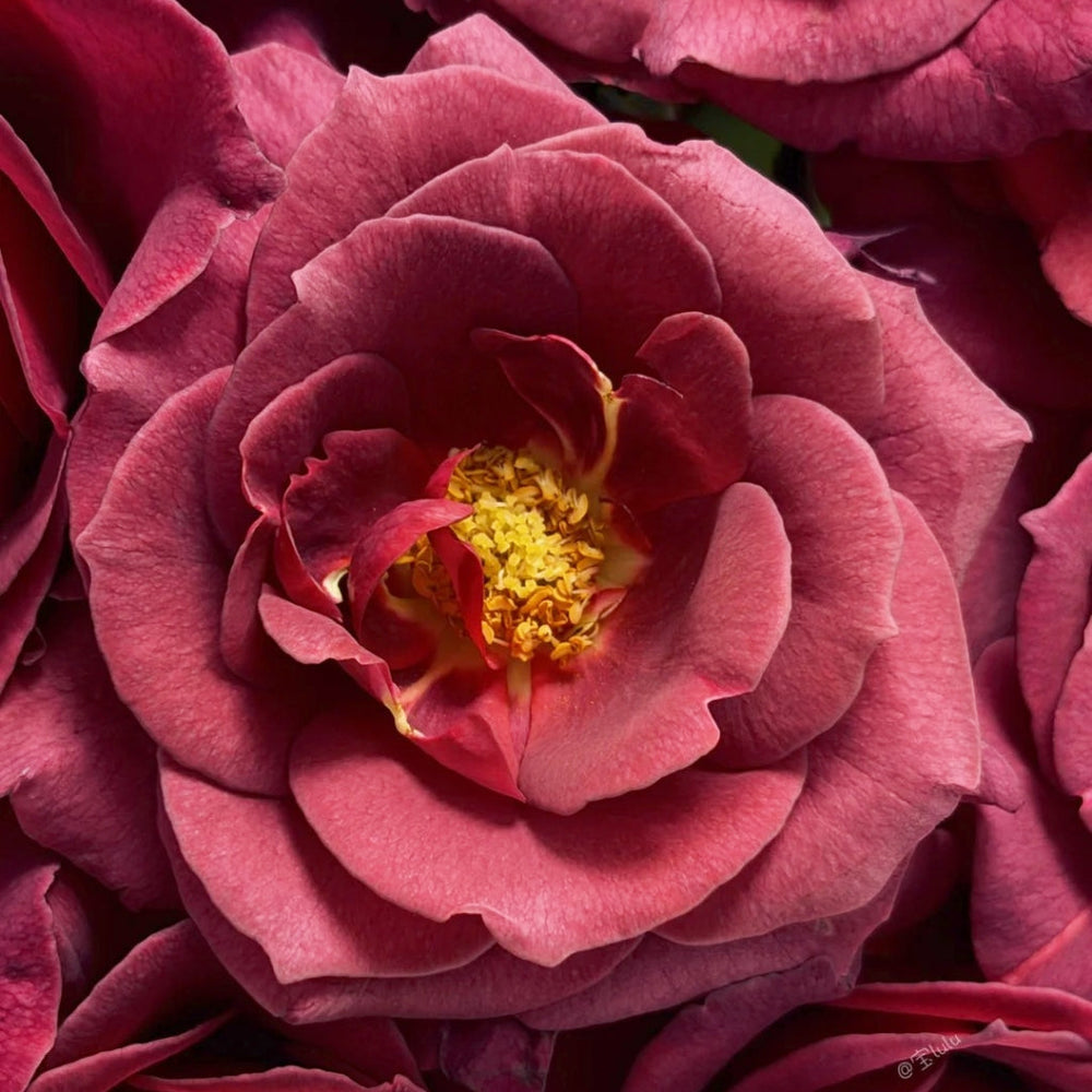 Black Tea Rose