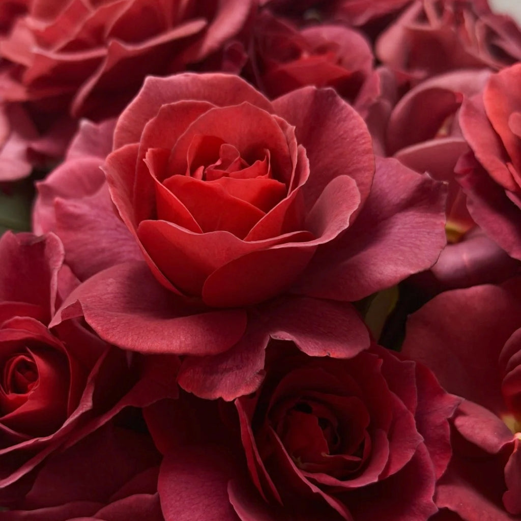 Black Tea Rose