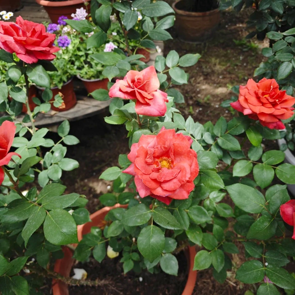 Black Tea Rose