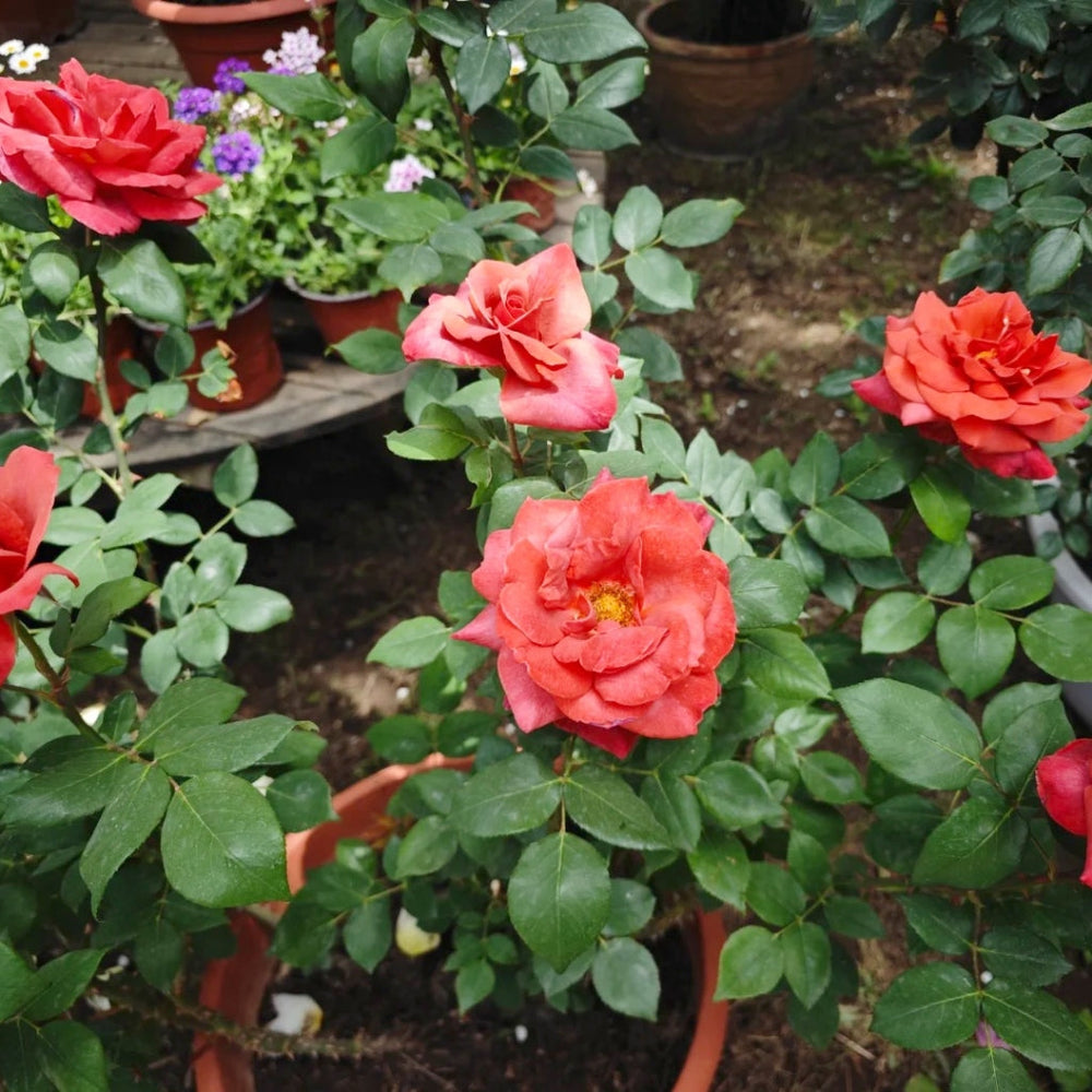 Black Tea Rose