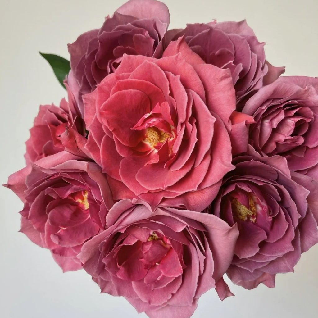 Black Tea Rose