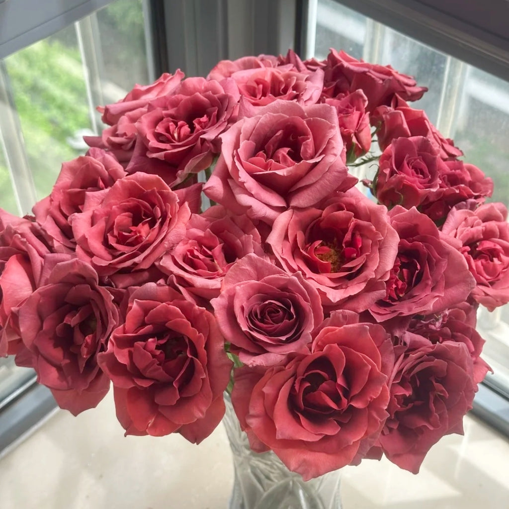 Black Tea Rose
