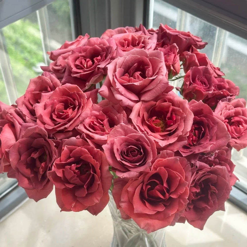 Black Tea Rose