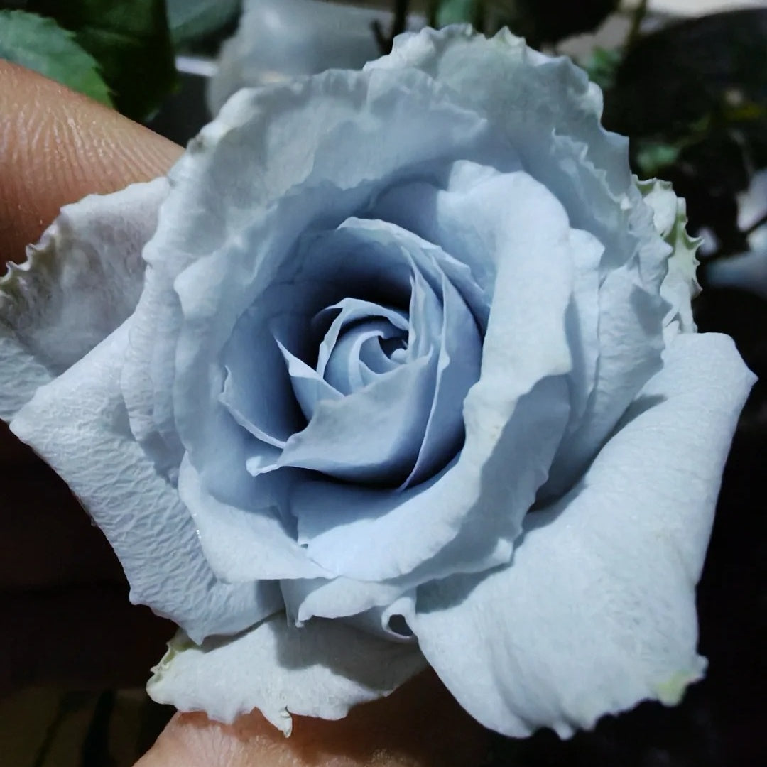 Blue Heaven Rose Plant
