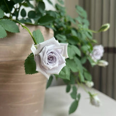 Blue Heaven Rose Plant