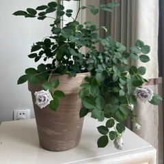 Blue Heaven Rose Plant
