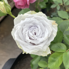Blue Heaven Rose Plant