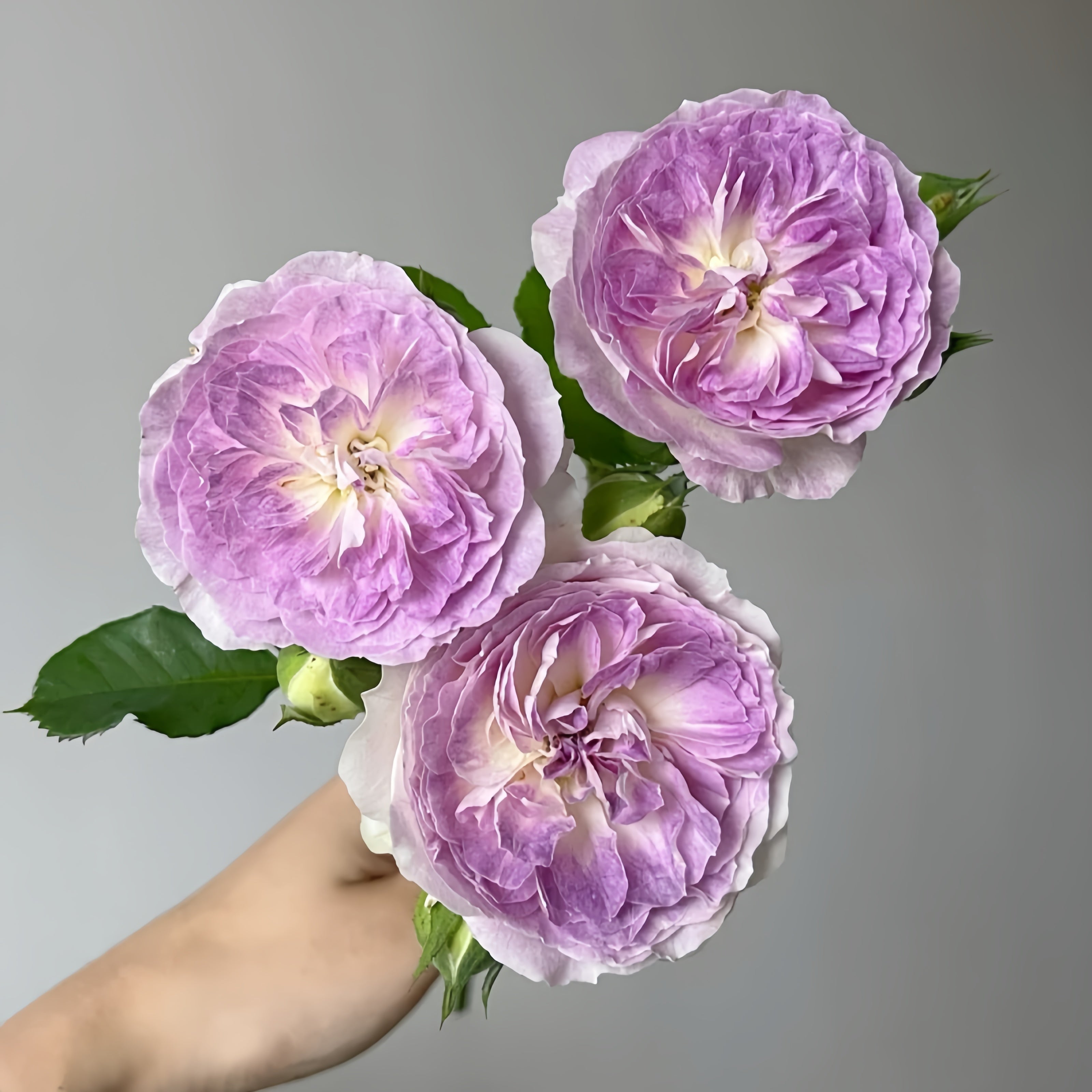 Blue Moon Stone Rose