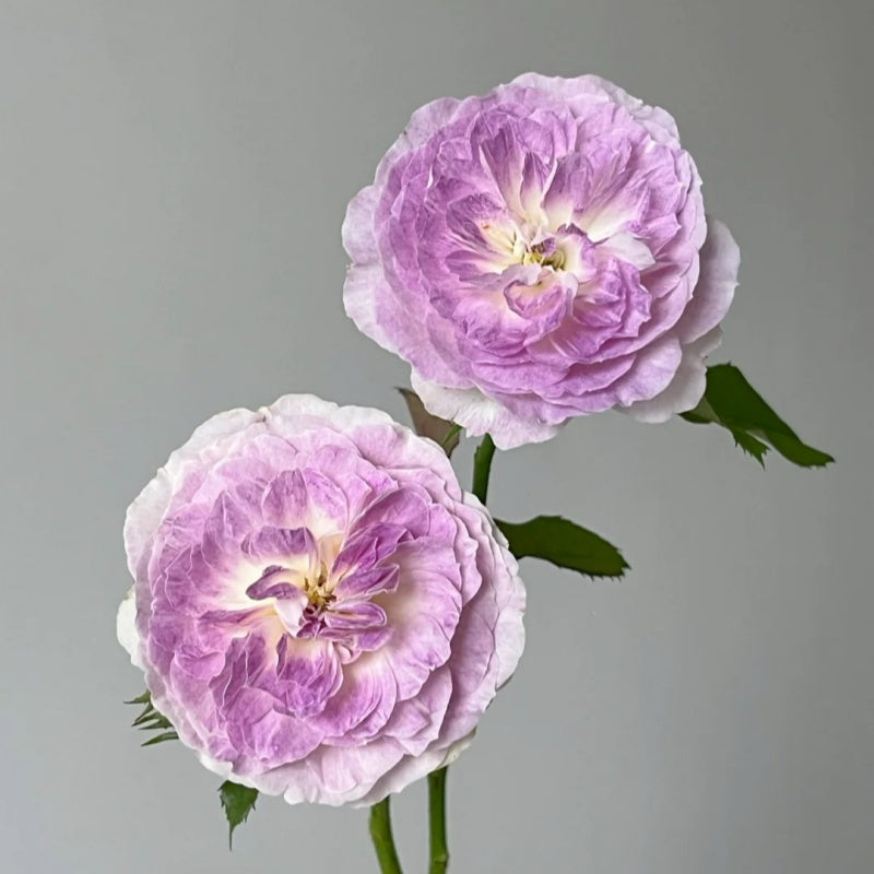 Blue Moon Stone Rose