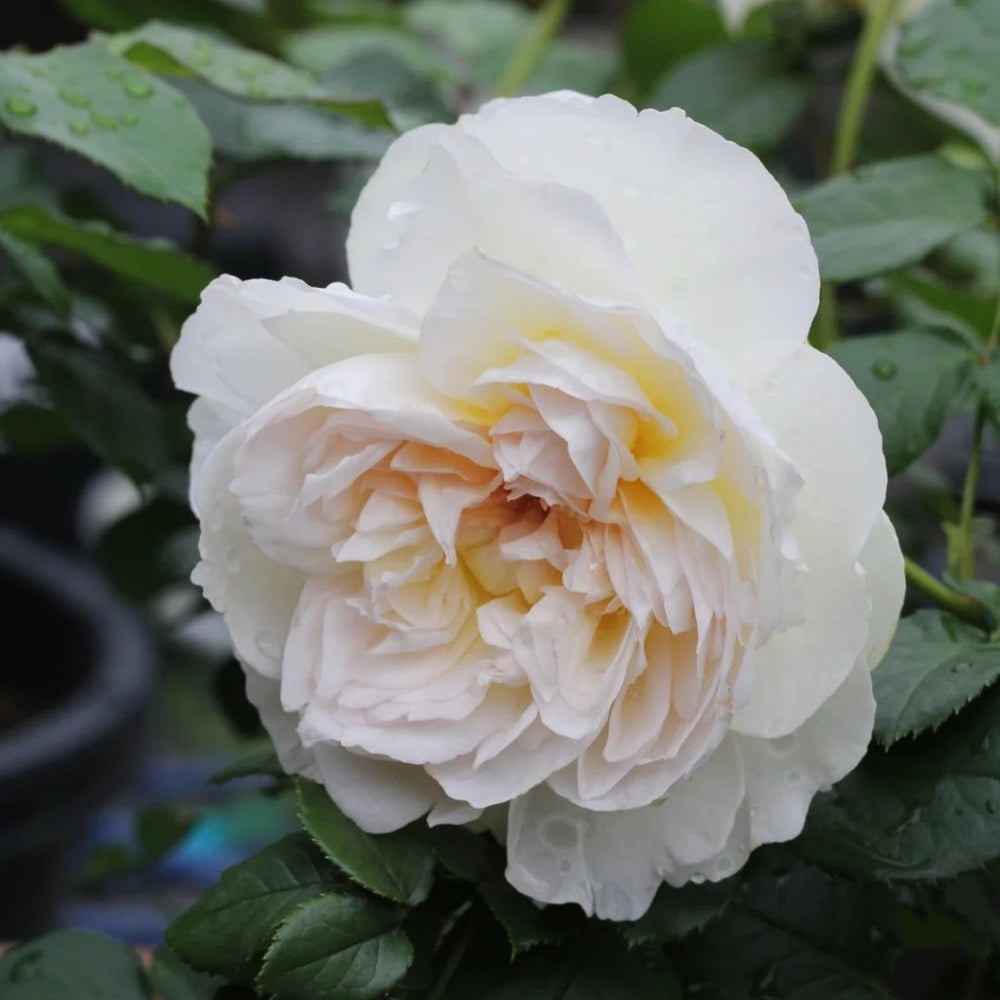 Bolero Rose