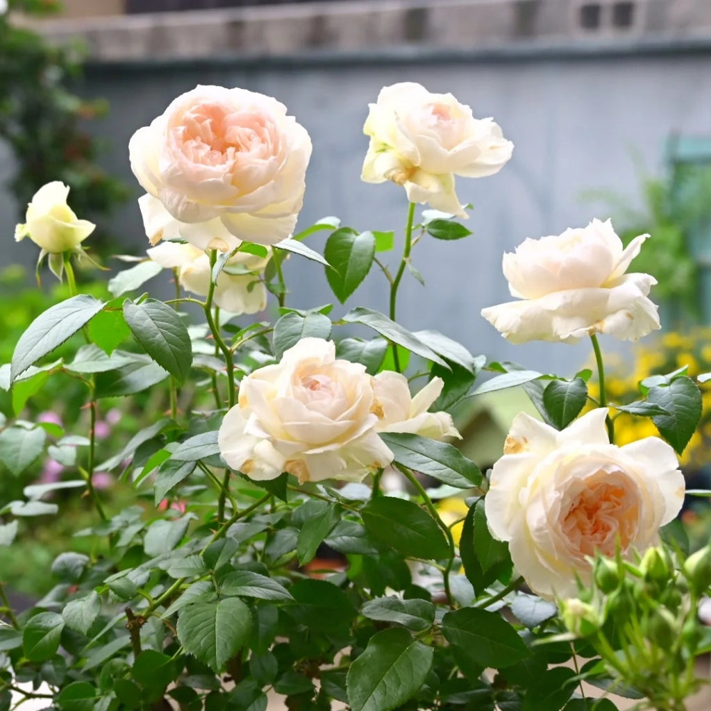 Bolero Rose