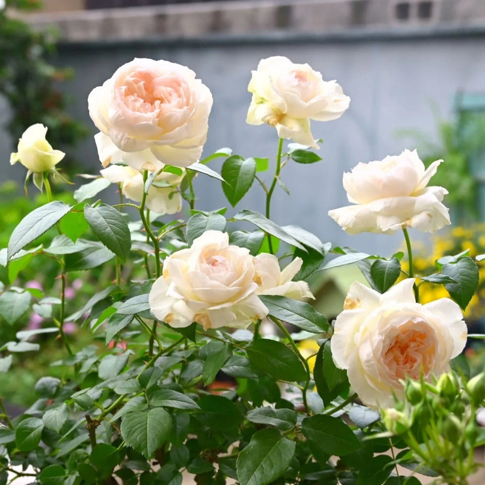 Bolero Rose