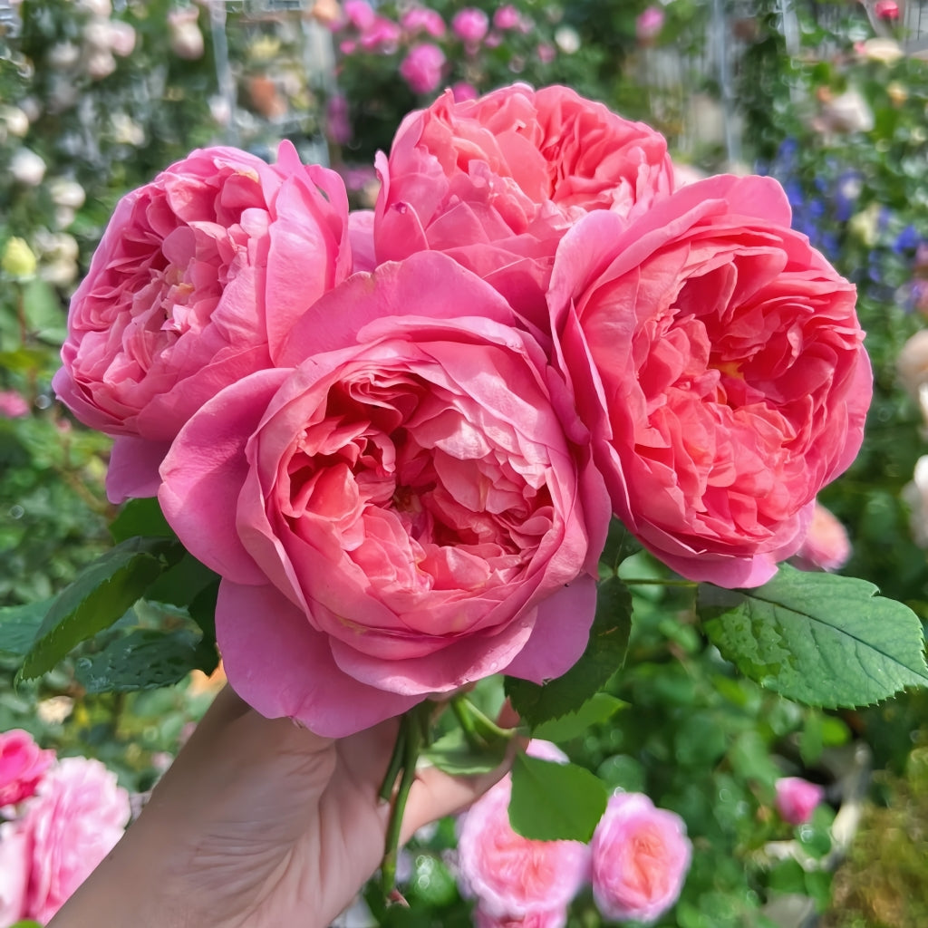 Boscobel Rose