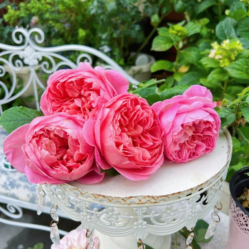 Boscobel Rose