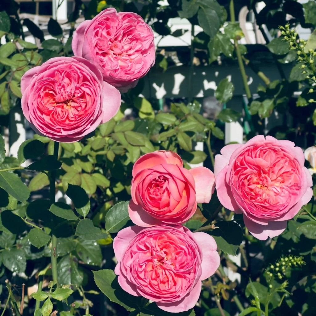 Boscobel Rose