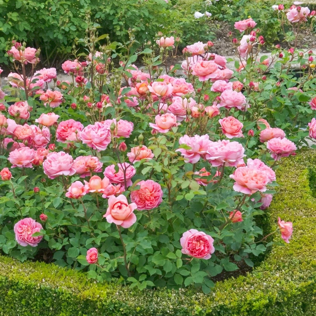 Boscobel Rose