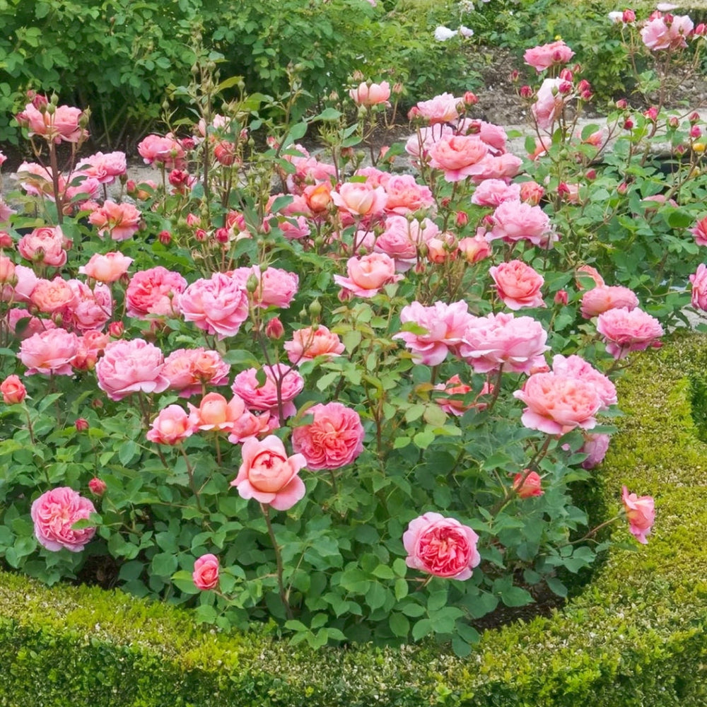 Boscobel Rose