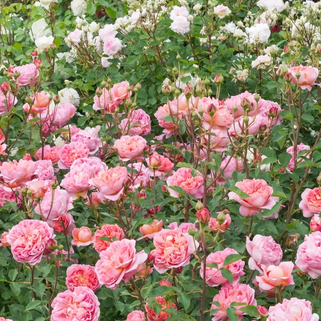 Boscobel Rose