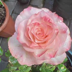 BouLevard Rose