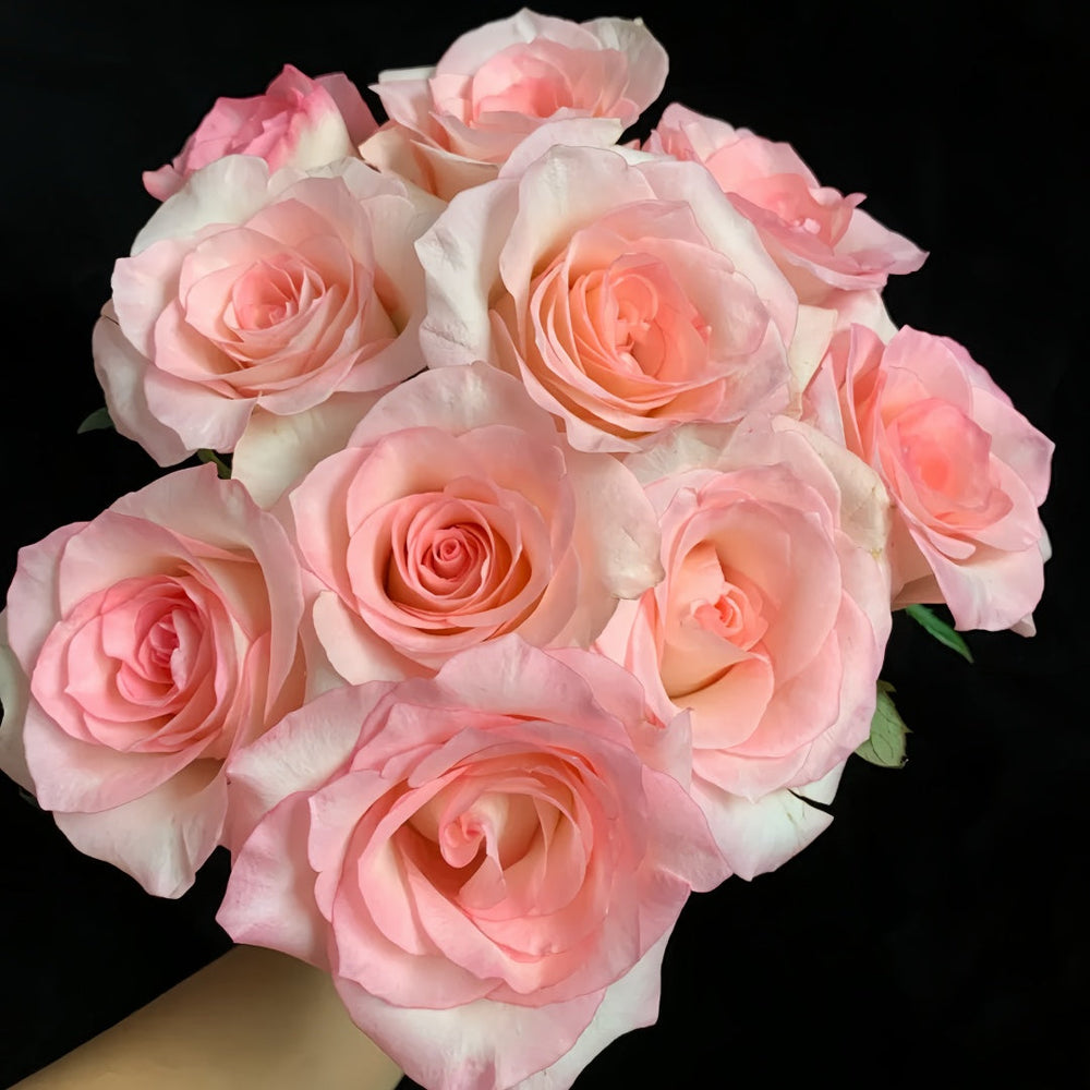 BouLevard Rose