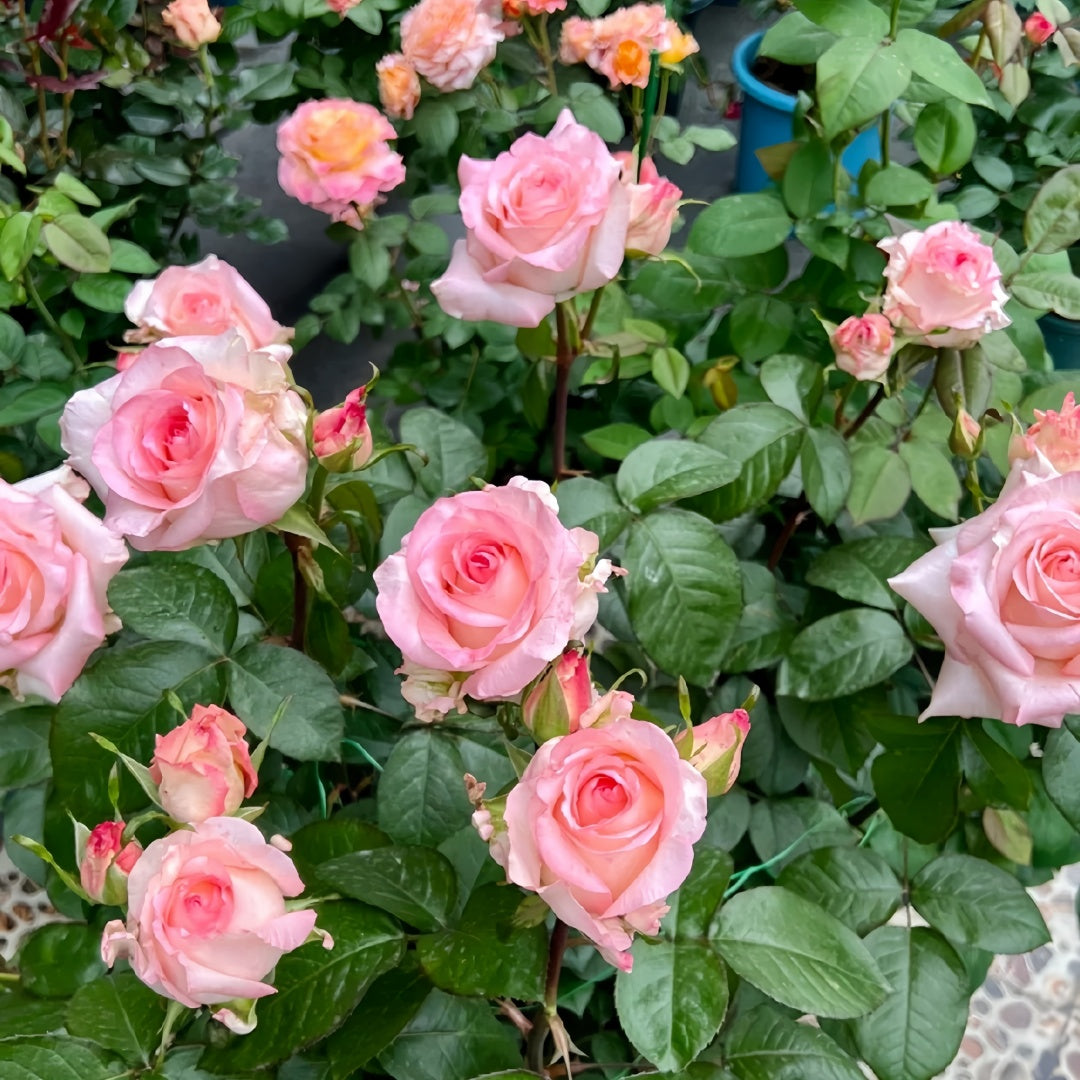 BouLevard Rose