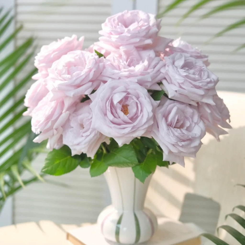 Bounty Way Rose