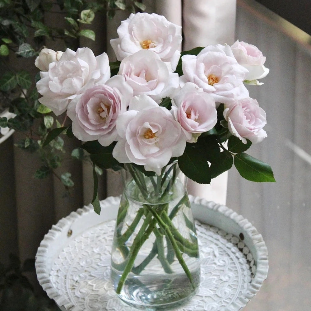 Bounty Way Rose