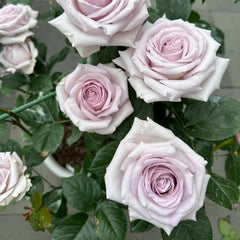Bounty Way Rose