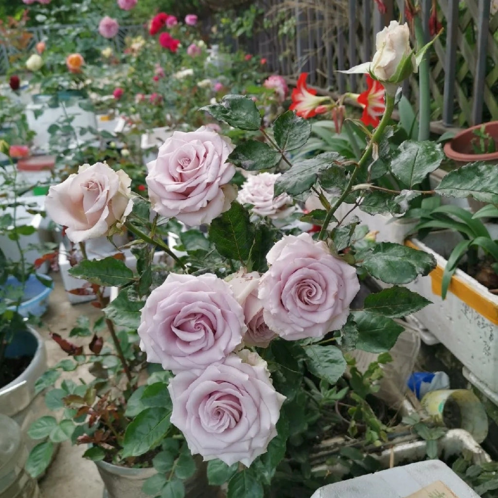 Bounty Way Rose