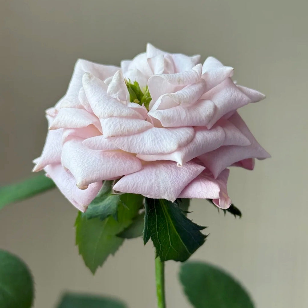 Bounty Way Rose