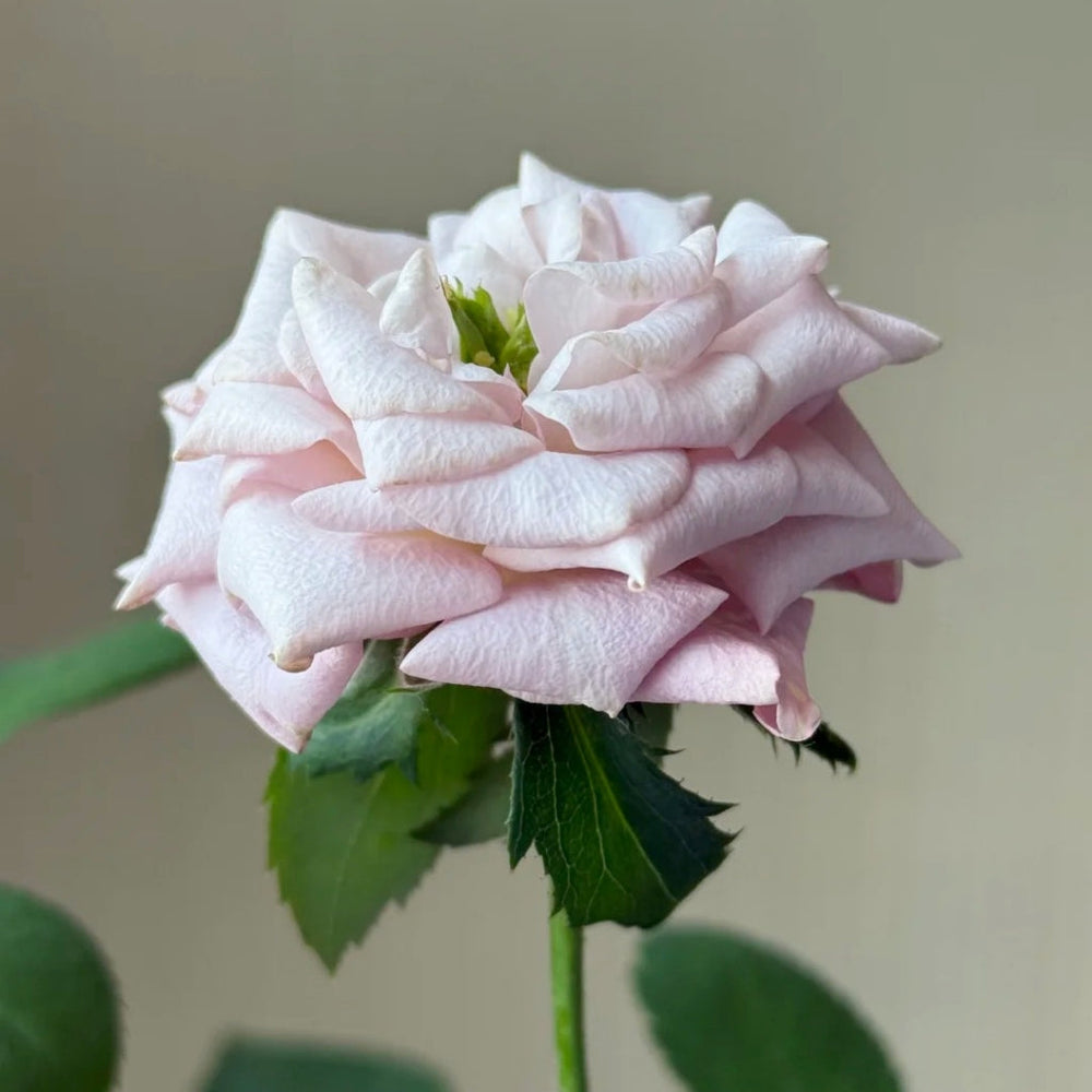 Bounty Way Rose
