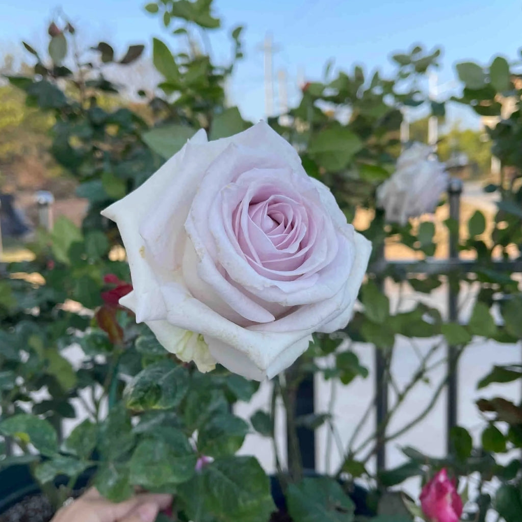 Bounty Way Rose
