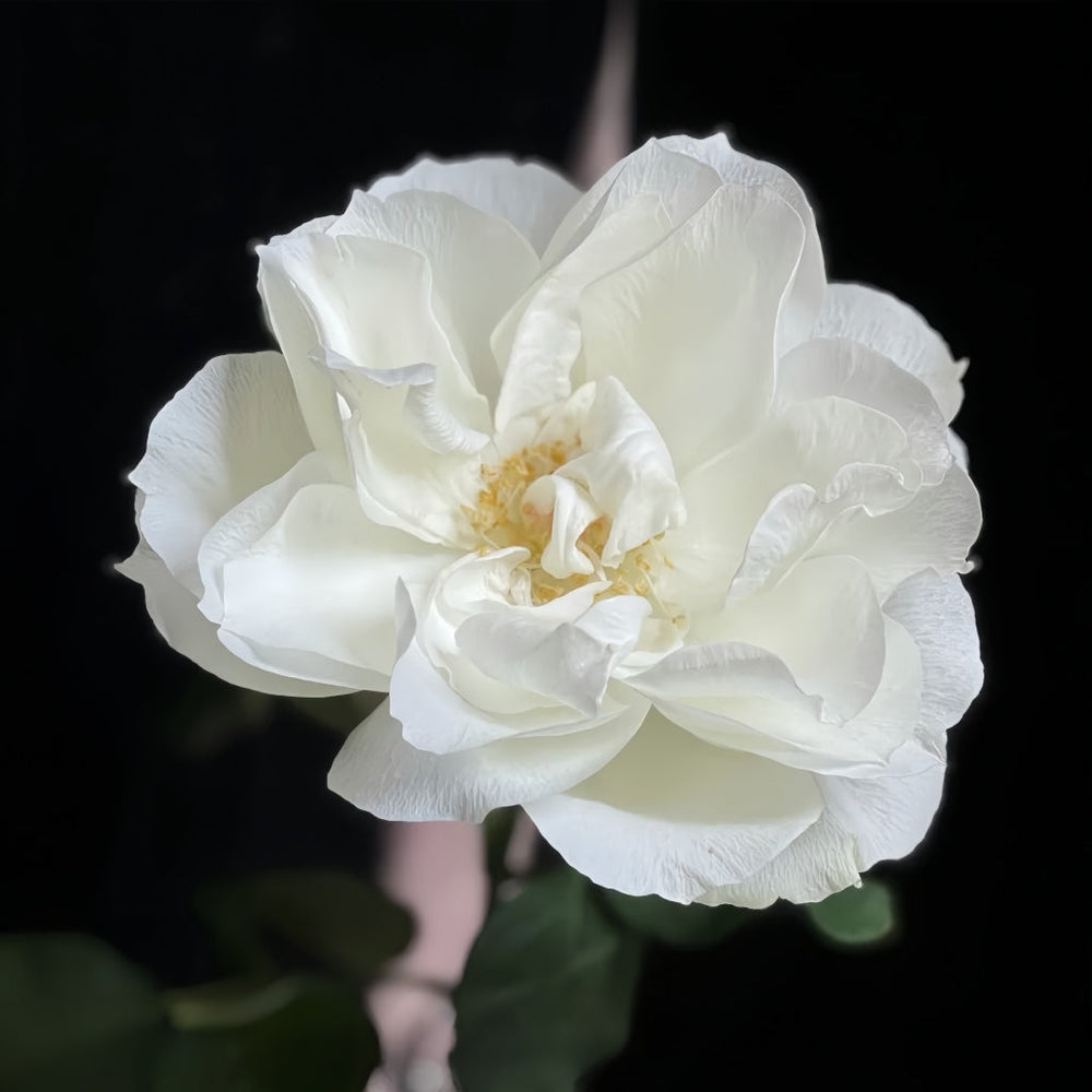 Bourgogne Rose