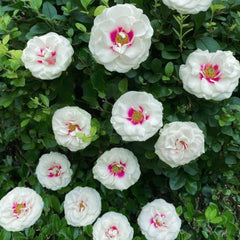 Brideside Rose